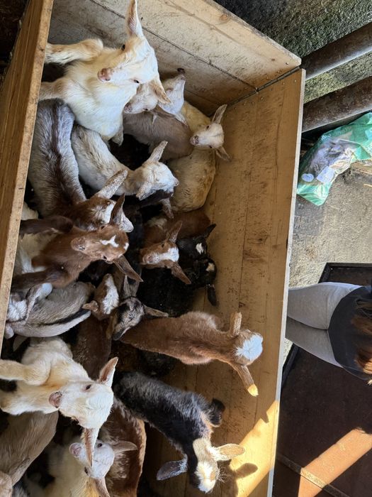 Chibos de raça para criar ou mamar