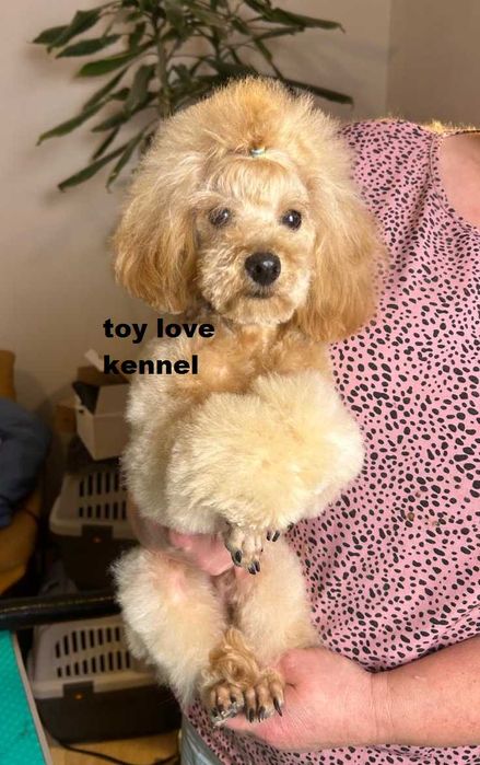 Мініатюрний пудель, хлопець, абрикосовий, 29 см КСУ/FCI