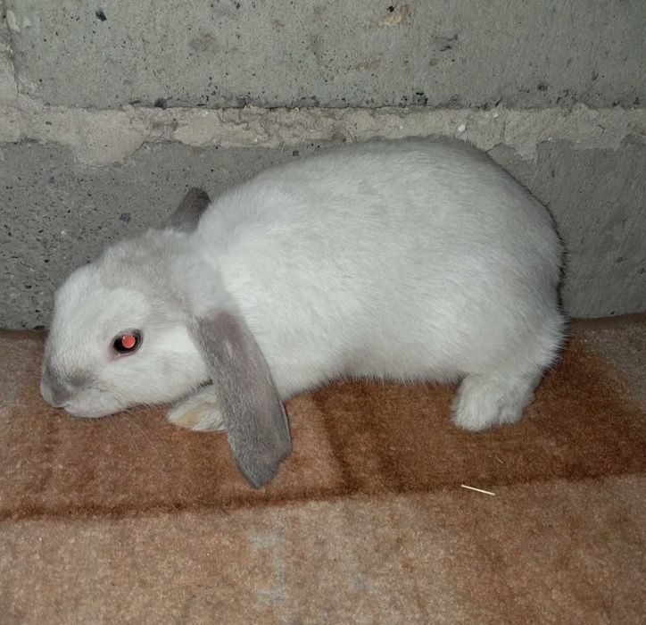 Baranek francuski miniaturka możliwy dowóz