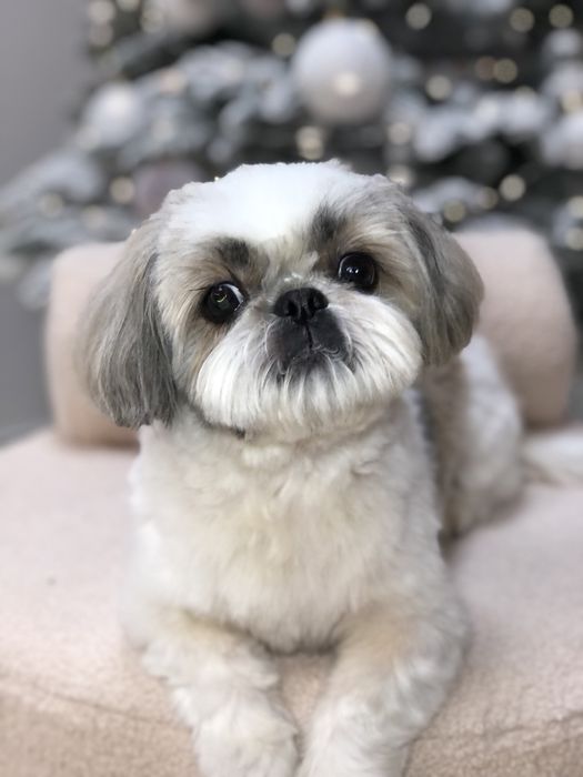 Грумінг,грумер тернопіль