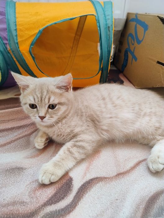 Шотландське кошеня хлопчик