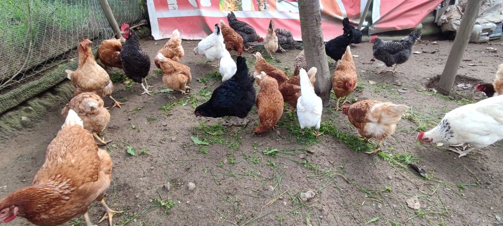 Ovos caseiros-biologicos