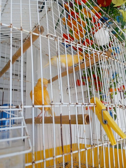 Aves Canário Casal