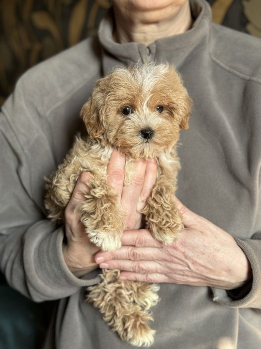 Мальтипу микро 1,5 кг