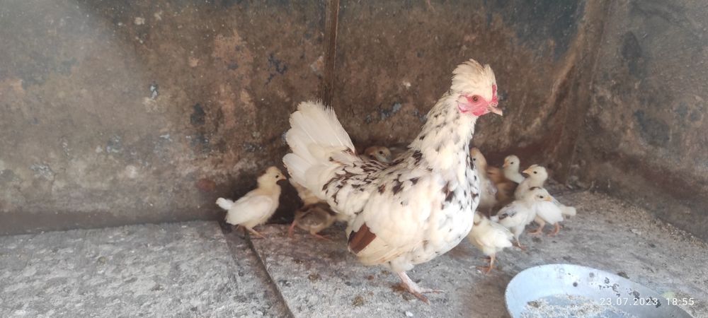 Кури лілітути (бентамки) дуже гарн різні і є курчата