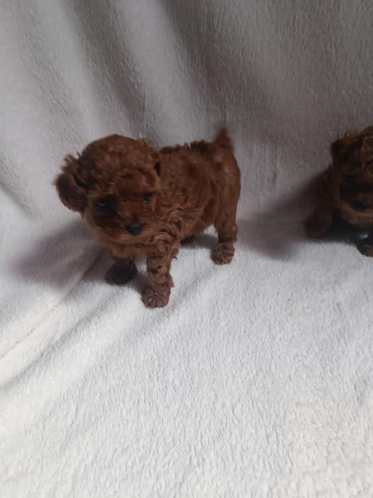 Pudel chiński toy, suczka