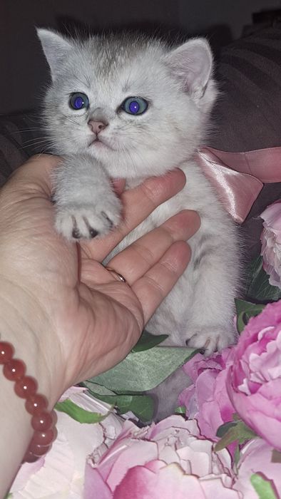 Кошенята срібна шиншила тільки у нас самі класні