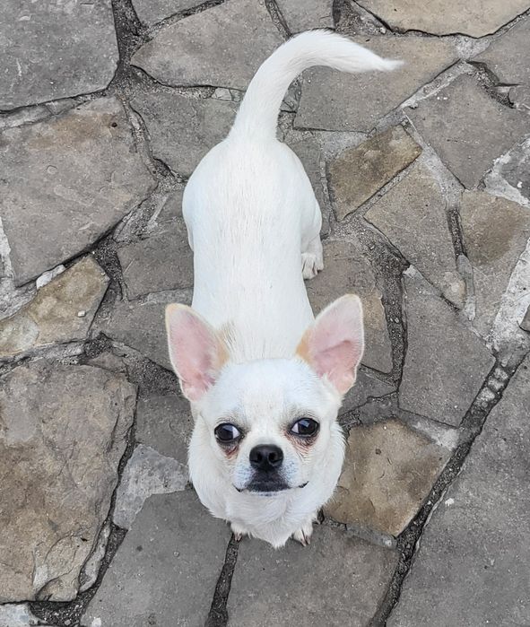 Благородный принц чихуахуа Руслан