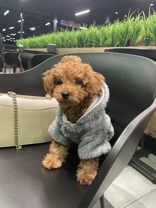 Пуделя, мальтипу-самые модные собаки