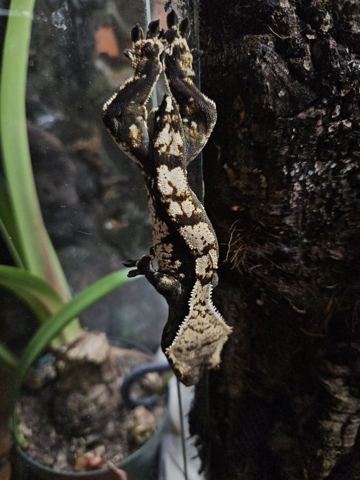 Młody gekon orzęsiony