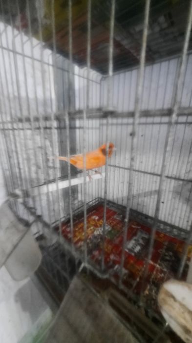 Vendo  canarios 13,5o euros cada