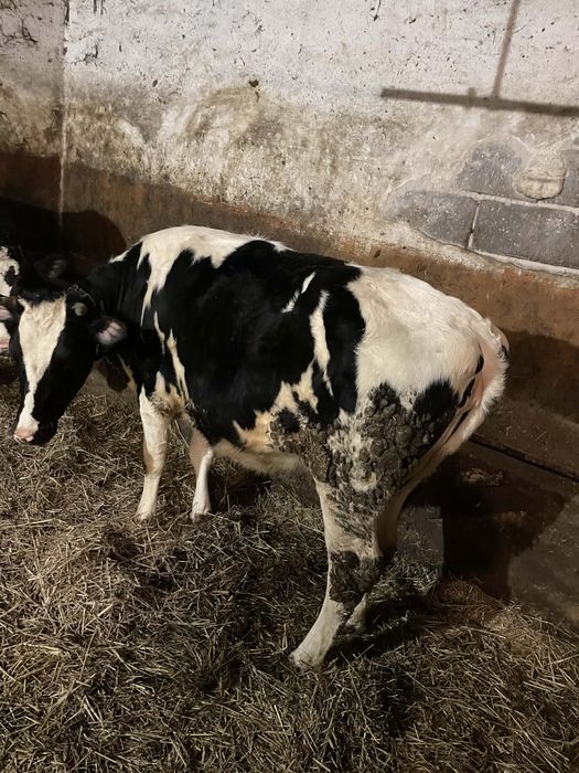 Jałówki cielne - 2 szt