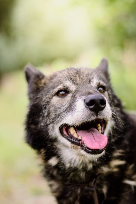 Gerald - staruszek o złotym sercu!