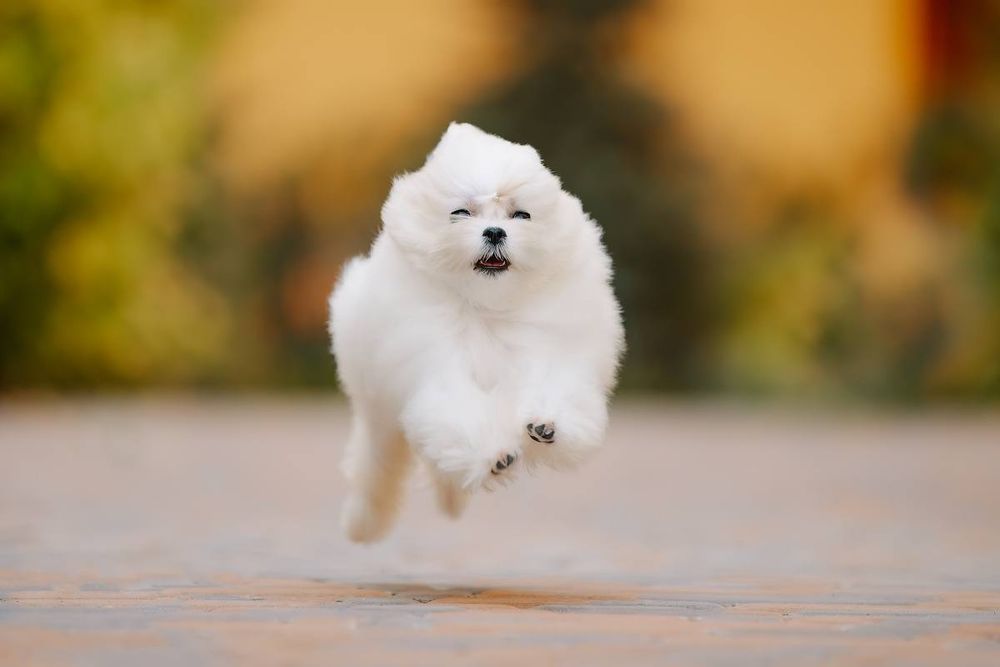 Профессиональный питомник предлагает