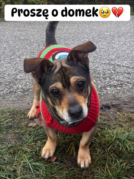 Maly Dasti czeka na kochający dom