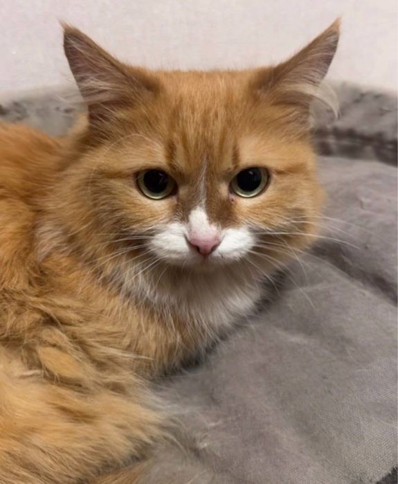 Отдам кошку в добрые руки.СРОЧНО