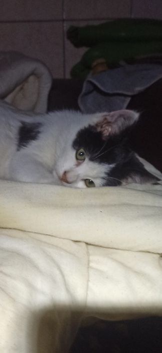 Котята в добрые, заботливые руки Даром.