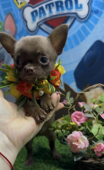 Супер малышка для супер мамы