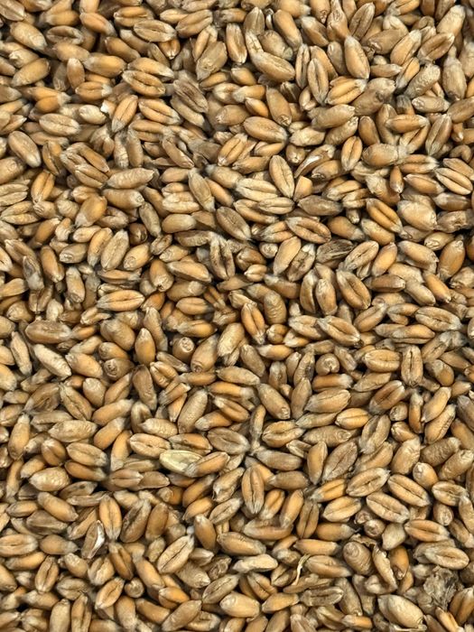 Pszenica jara, owies, łubin bialy słodki i gorzki