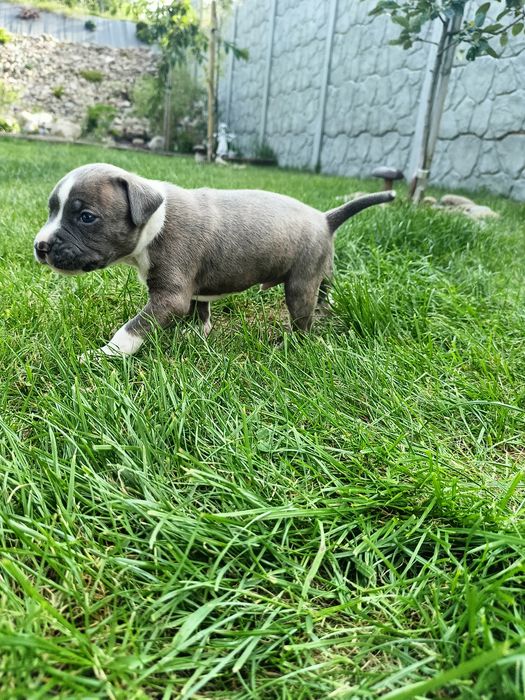American Staffordshire Terrier Blue rodowód