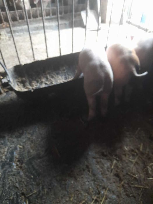 Продам поросят !