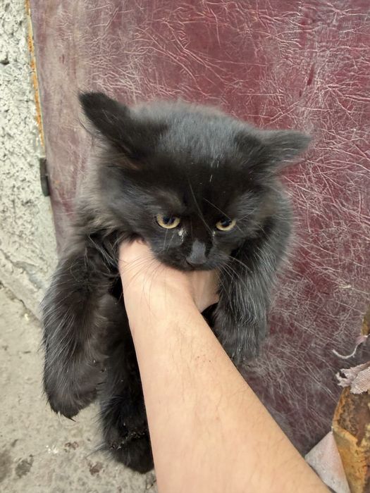 Кошенята в добрі руки.