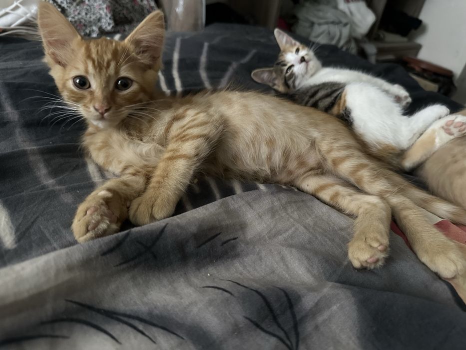 Отдам котят в хорошие руки