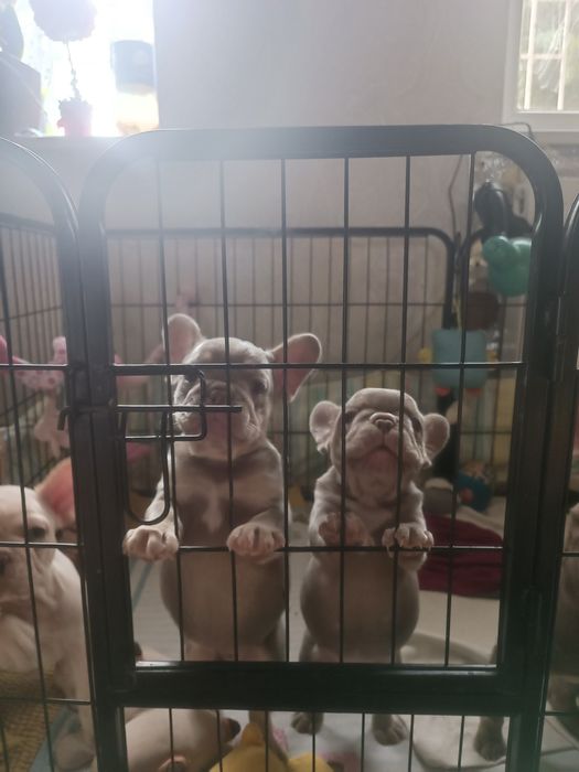 Є 4 вільних хлопчика і одна дівчинка