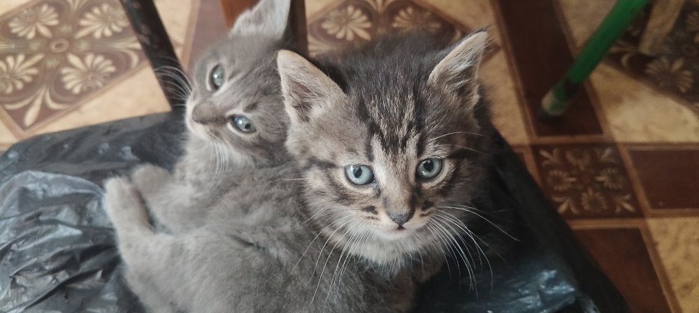 Віддам в добрі руки