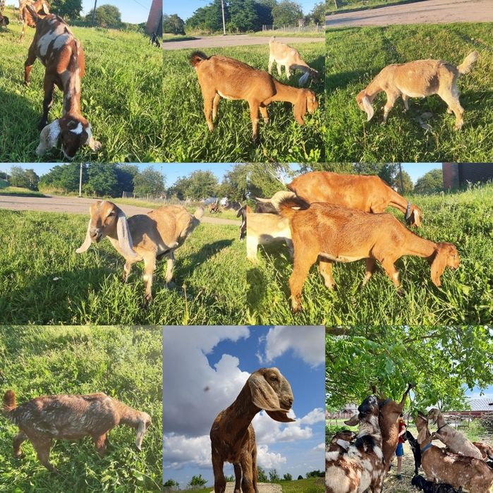 Англо-Нубійські кози 100%