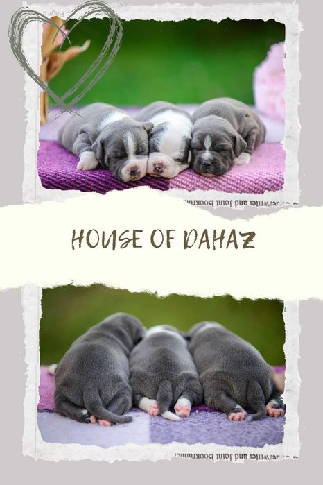 Розплідник HOUSE of DAHAZ, ознайомлювальне оголошення