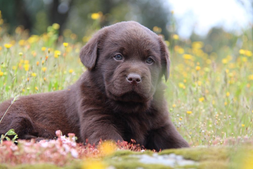 Labrador retriever chocolate com Lop