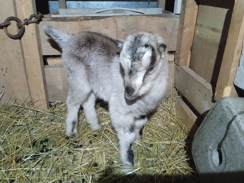 Продається козлик