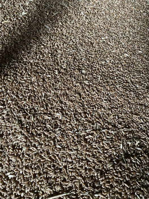 Продам пшеницю на корм