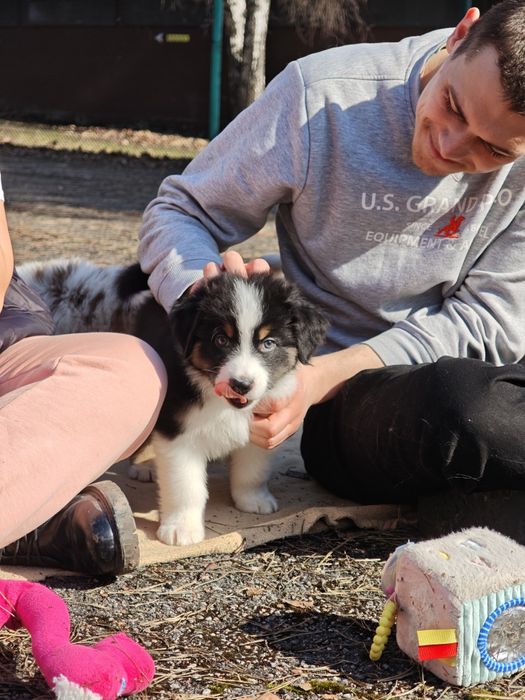 Owczarek australijski