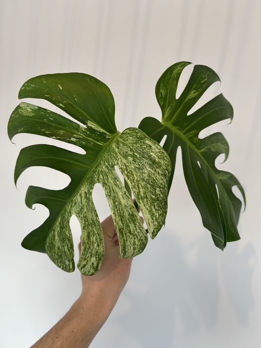Monstera Jungle Mint (szczyt)