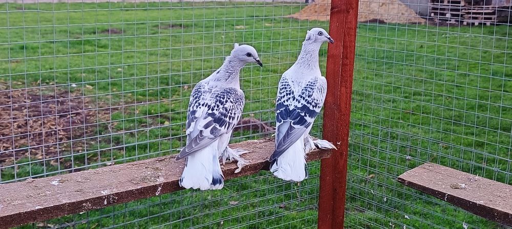 Gołębie z lotu. Żałobne karpiate koroniate kosmate. Para nr1