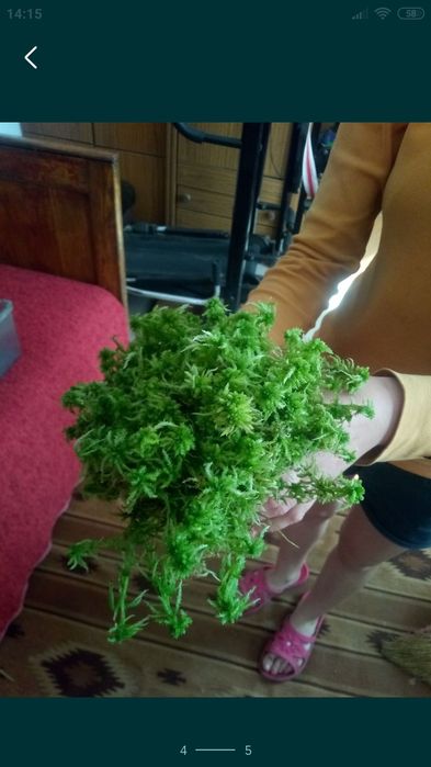 Сфагнум мох живий спагмосс жирний пушистий свіжий свежий  для орхидей