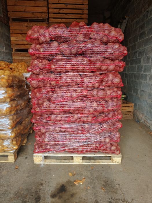 Burak ćwikłowy okrągły