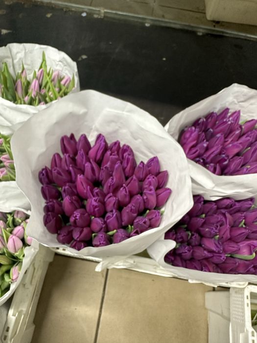 Тюльпани Розница/Опт/ Гурт