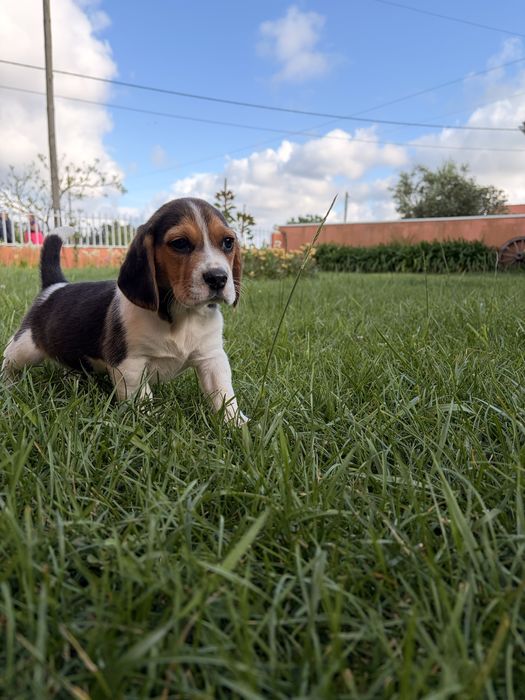 Beagle  macho puro