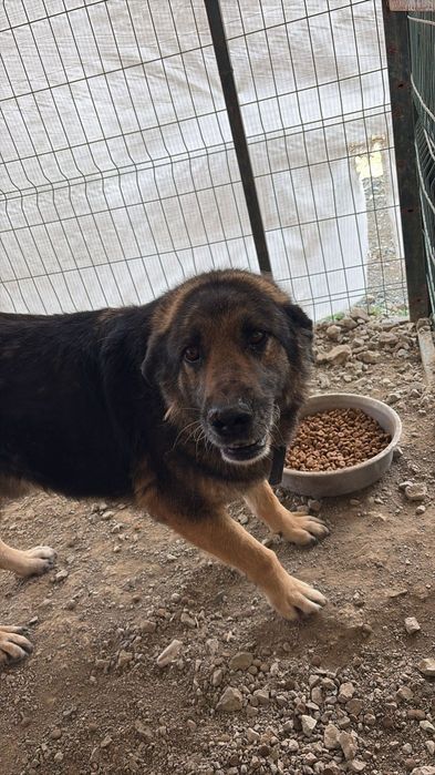 Dzielny, proludzki psiak szuka domu