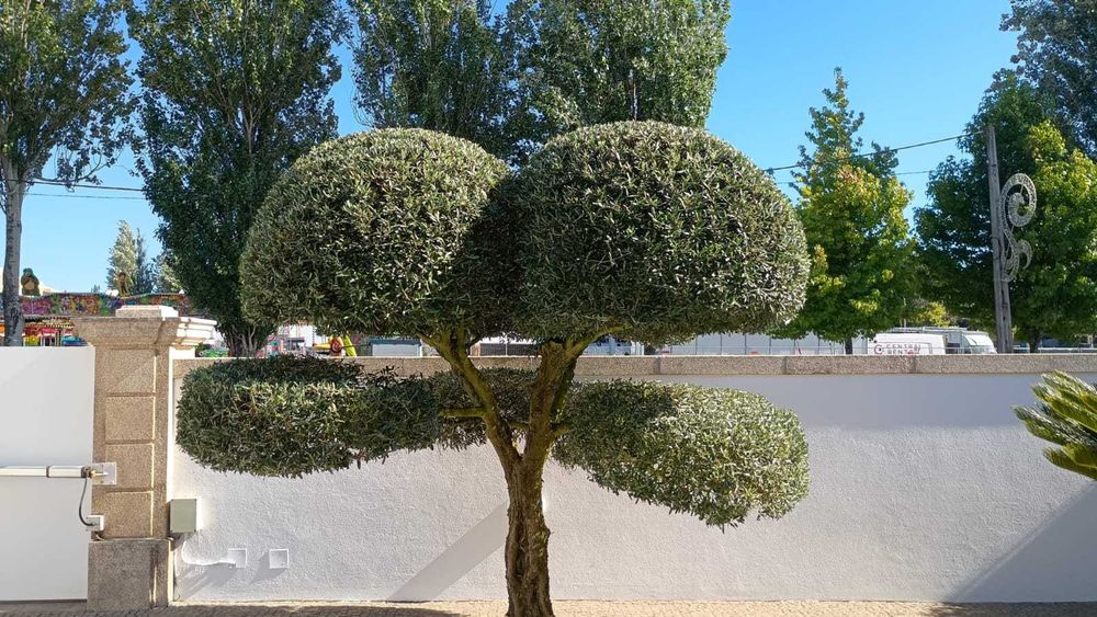Jardineiro Em Porto/Gaia - Manutenção, Limpeza e Montagem de Jardins