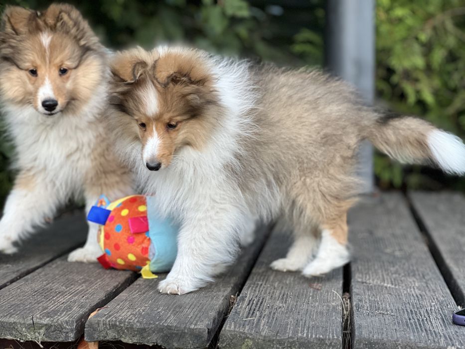 Owczarek szetlandzki sheltie śniady piesek