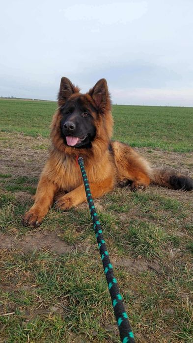 Oddam pieska owczarka