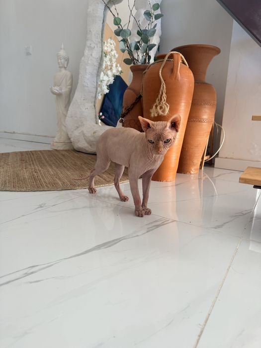 Gato Sphynx macho raça pura disponível para acasalamento