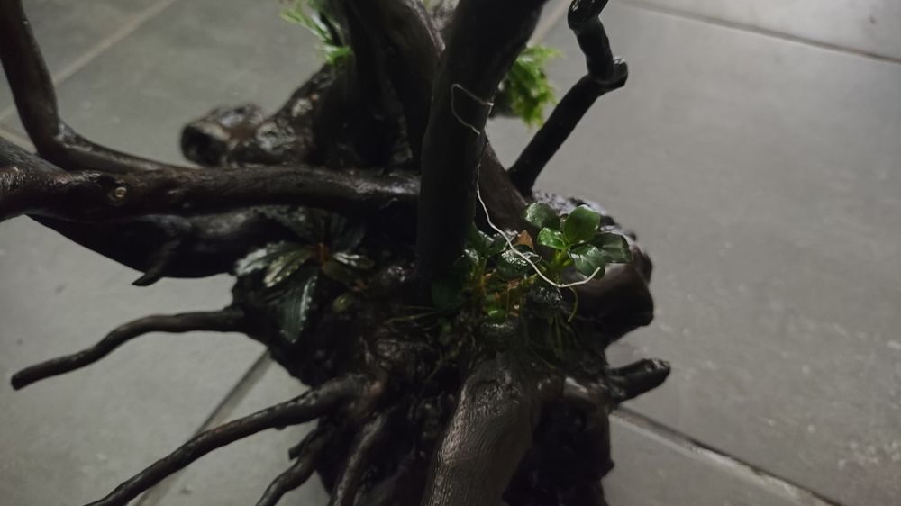 Tronco aquário com plantas