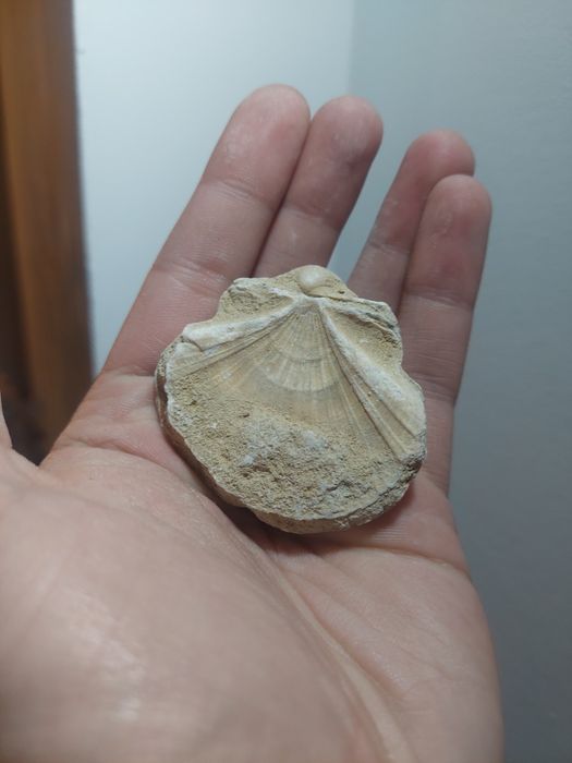 Fóssil bivalve Miocénico