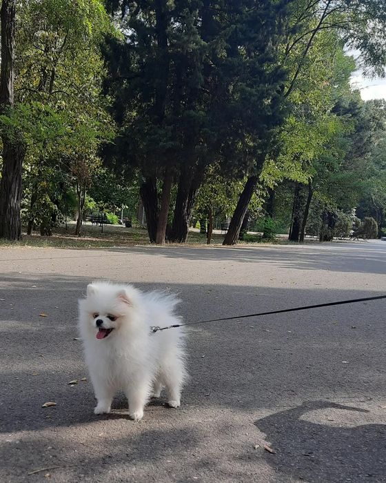 Случка померанский шпиц