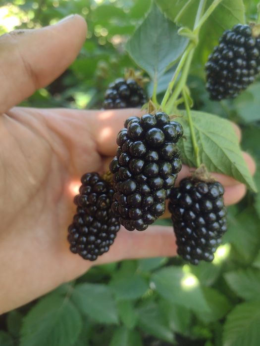 Продам ожину безколючкову